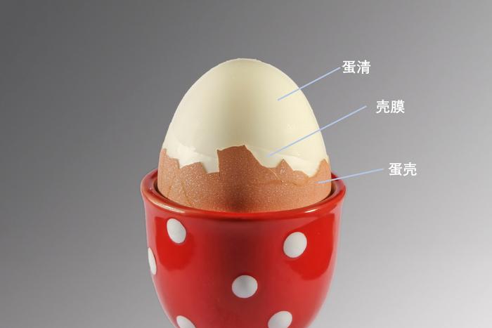 鸡蛋部分结构(图片来源:pixabay.com)