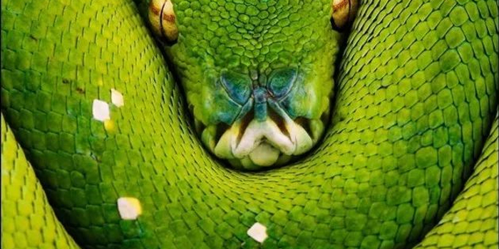 蛇是有害动物吗 w700h350z1l10t10c47.jpg