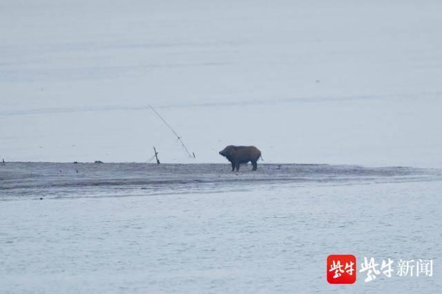 南京长江潜洲岛上，竟然出现野猪“散步”