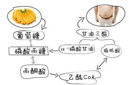 糖脂转换
