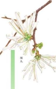 檵木 刘从康绘