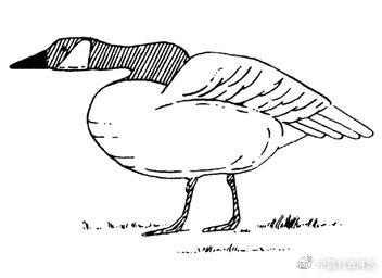 图源:《鸟类行为指南》 ,第1卷