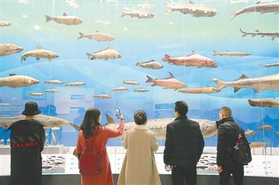 重庆自然博物馆长江鱼类标本展柜