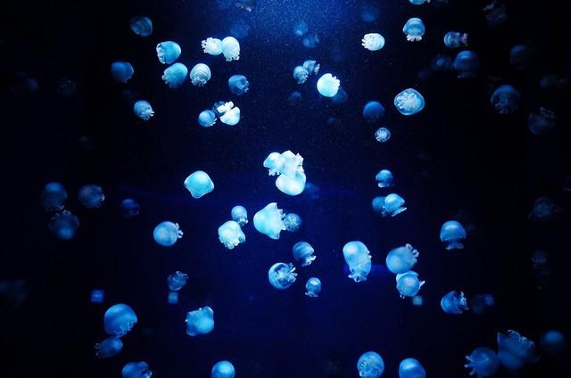 在水族馆这种弱光环境下也可以获得纯净的画质
