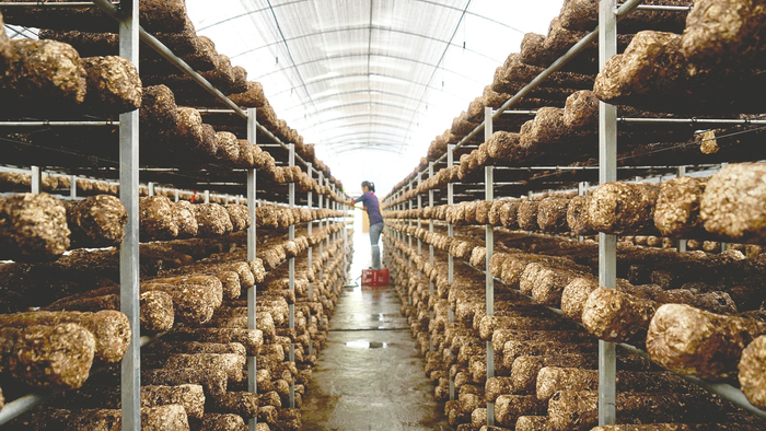 ▲茅台集团扶持的食用菌基地