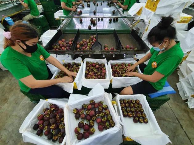 为了赶上天猫618,泰国工厂加班加点分拣山竹