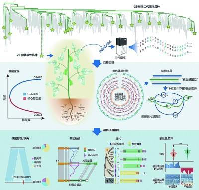 大豆图形结构泛基因组分析。中国科学院遗传与发育生物研究所供图