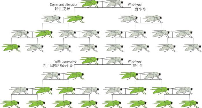 传统突变与运用基因驱动系统突变的传播示意图(引自Akbari等)