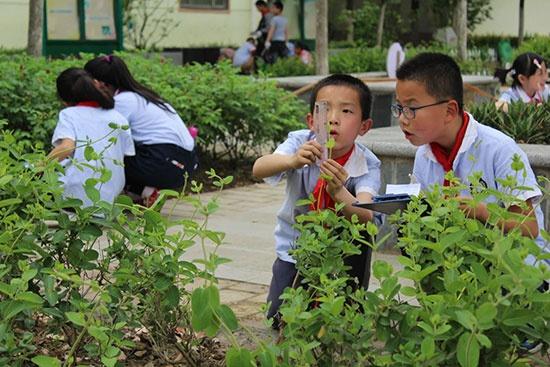 五一小学学生在该校“百草园”里劳动。韦豹/摄