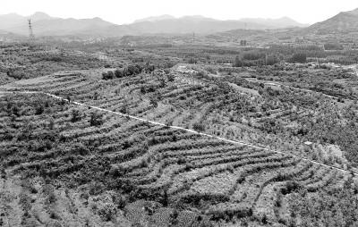 图为唐山市丰润区火石营镇东高庄村中药材种植基地。 新华社发