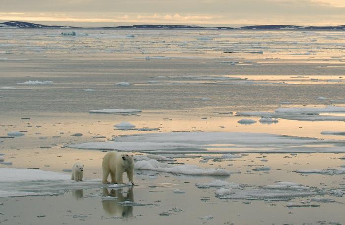海冰上带着幼崽的母熊。图片来源:KT MILLER / POLAR BEARS INTERNATIONAL