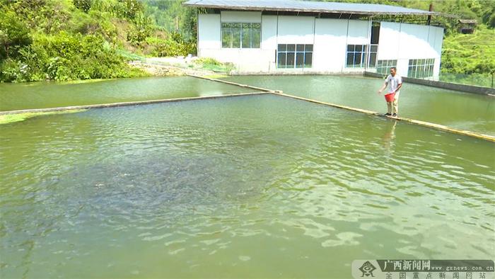 清水鱼养殖。龙胜融媒体中心记者 蒙祥璞 摄