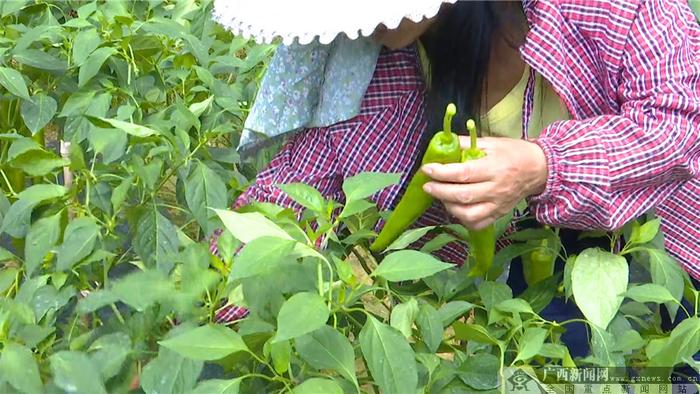 农户种植大青辣椒。龙胜融媒体中心记者 石孟华 摄