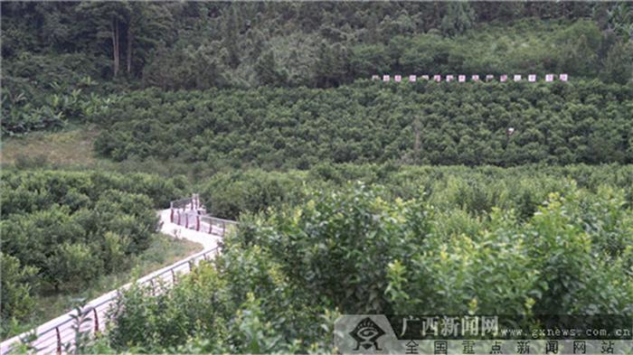 百坭村的砂糖橘种植园。广西新闻网记者 林亮摄