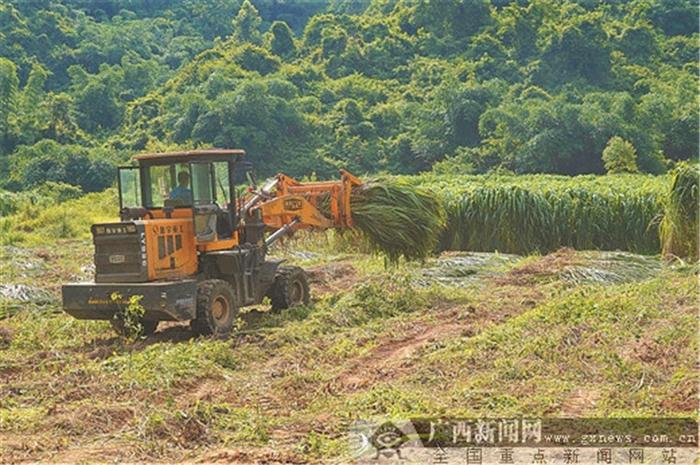 在崇左市龙州县下冻镇扶伦村那渠屯甘牛生态养殖基地,养殖技术带头人在驾驶机械收割草料。广西日报记者 何学俏 摄