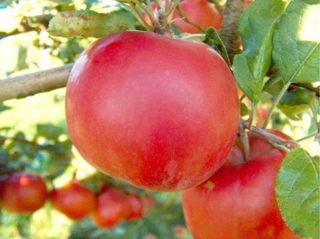 ▲ 冷知识:麦金塔电脑,即 Macintosh 或 Mac,其名字来源于加拿大的苹果品种 “旭苹果”。乔布斯用 Mac 命名电脑,隐含 “苹果制造、与众不同”之意。(图自维基百科)