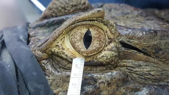 为宽吻凯门鳄(Caiman latirostris)采集眼泪。图片来源:Arianne P. Oriá