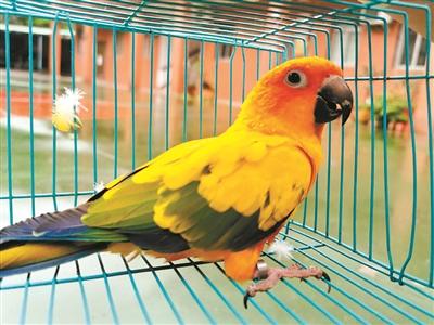 太阳锥尾鹦鹉 太阳锥尾鹦鹉、牡丹鹦鹉等不可以买卖及无证饲养。图为警方在嫌疑人家中查获的太阳锥尾鹦鹉。广州日报全媒体记者李栋