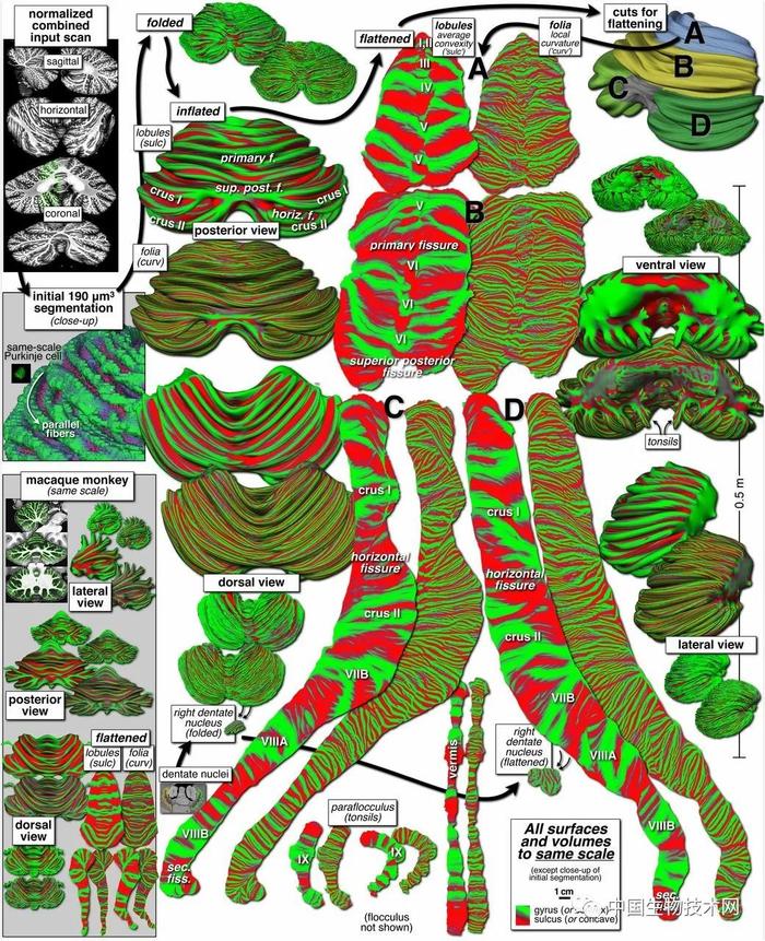 图片来源:PNAS