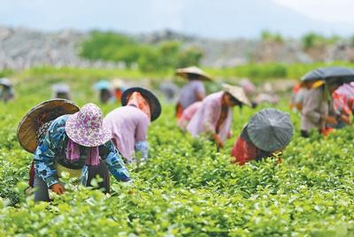 采花工人在位于福州永泰县的春伦茉莉花基地采摘茉莉花。 福建春伦集团供图