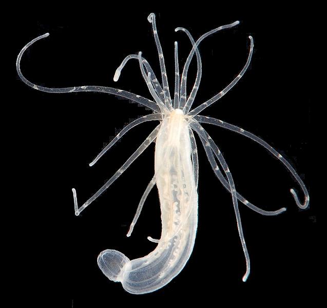 星状海葵(Nematostella vectensis)。| 图片来源:Wikipedia