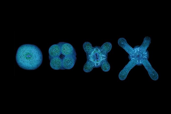 星状海葵的发育过程。| 图片来源:Anniek Stokkermans/Embl