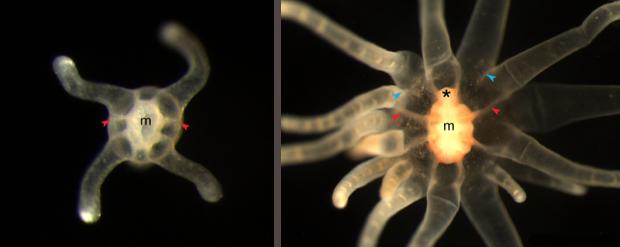星状海葵的触手数量并不固定,图中左边所示的星状海葵有4个触手,右边所示的有16个触手。| 图片来源:A. Ikmi et. Al. / Nature