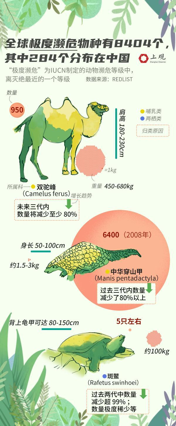 挽救大熊猫和扬子鳄的成就为什么对全世界有意义，这张生物灭绝时间图了解下