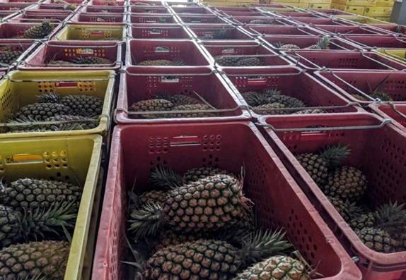 ▲ 台湾凤梨
