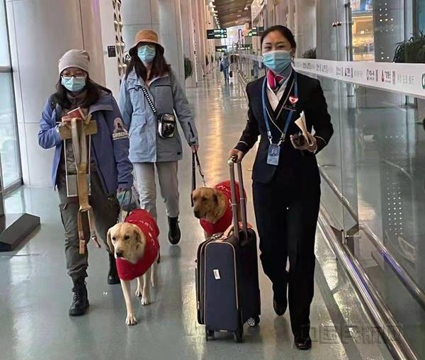 携带导盲犬如何坐飞机?同机旅客有什么注意事项？
