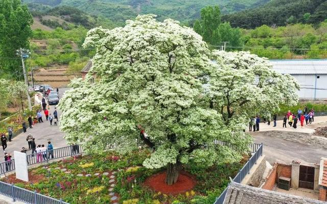 北京市密云区新城子镇苏家峪一级古流苏树。北京园林绿化局供图