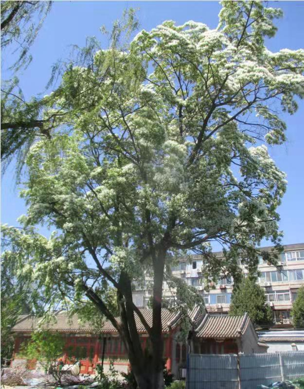 海淀区燕园街道二级古流苏树。北京园林绿化局供图