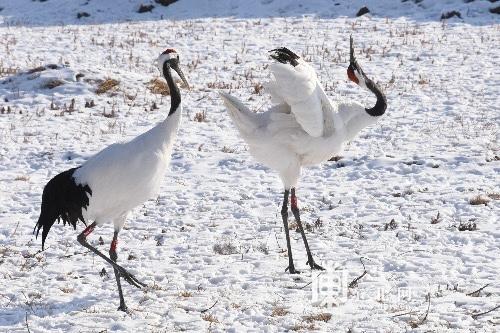 河马泡温泉、犀牛上火炕……来看动物园里怎么过元旦！