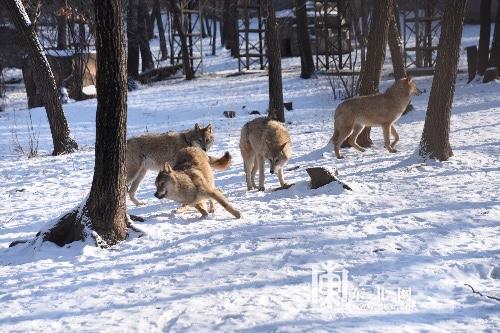 河马泡温泉、犀牛上火炕……来看动物园里怎么过元旦！