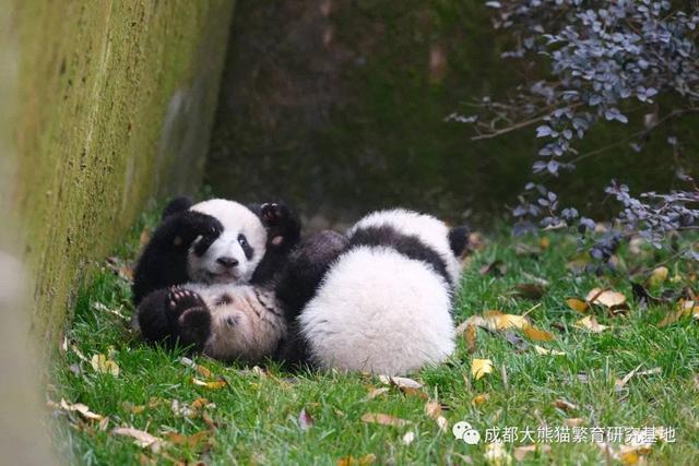 成都熊猫基地扩建区正式开园试运营 官方建议游客从南大门入园