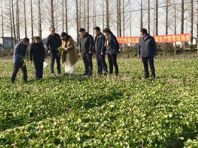 力求应种尽种保“冬淡”供应，松江出台稻茬秋冬菜奖补政策