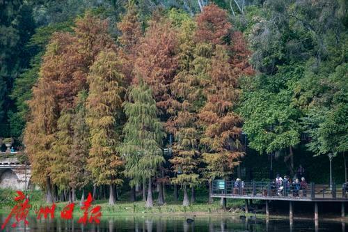 「天气/靓爆镜」元旦去哪玩？麓湖看水杉！