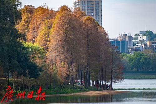 「天气/靓爆镜」元旦去哪玩？麓湖看水杉！