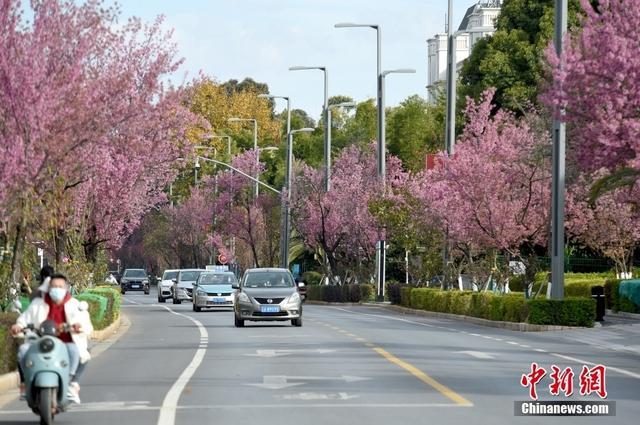 「图览」冬樱花盛开 扮靓春城昆明