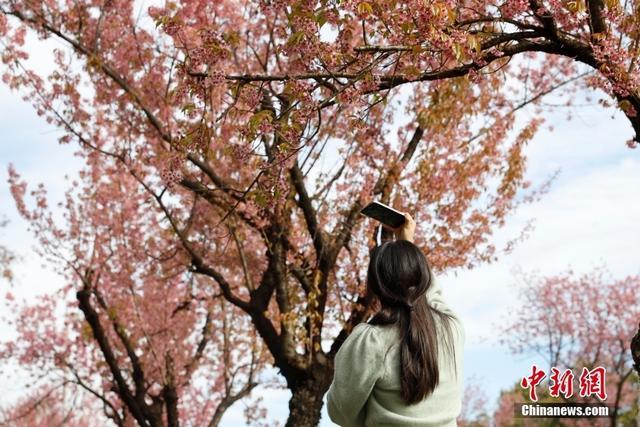 「图览」冬樱花盛开 扮靓春城昆明