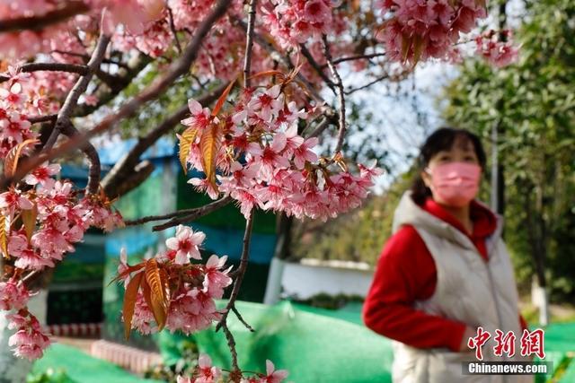 「图览」冬樱花盛开 扮靓春城昆明