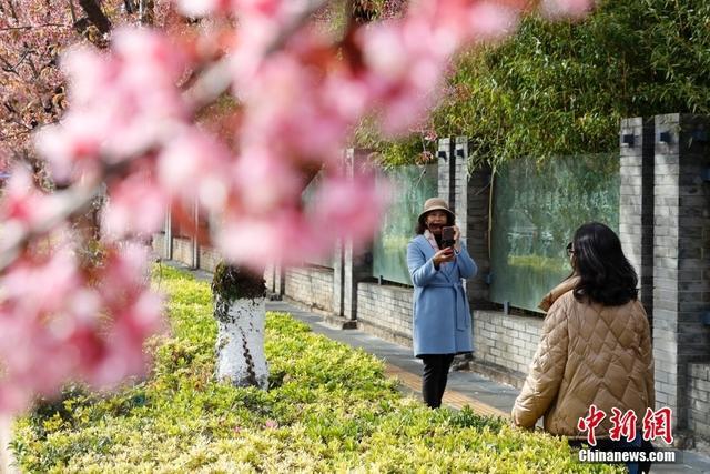 「图览」冬樱花盛开 扮靓春城昆明