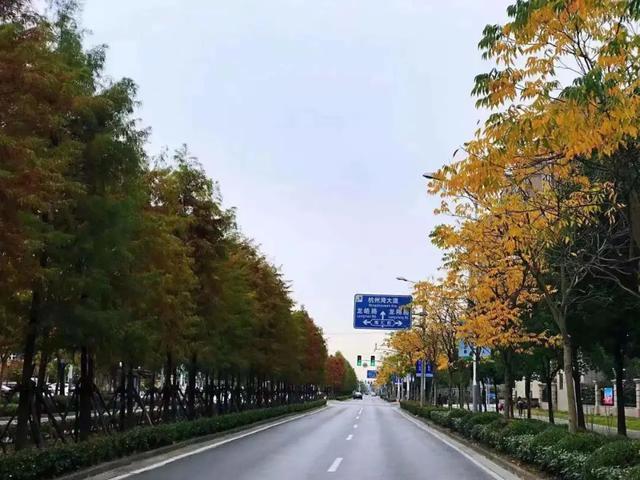 金山新增一条上海市绿化特色道路！快来看看是哪条路吧