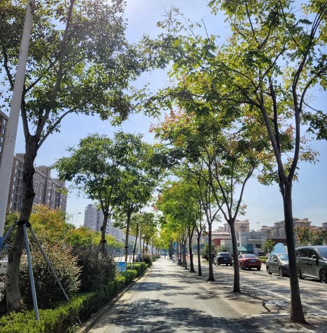 金山新增一条上海市绿化特色道路！快来看看是哪条路吧