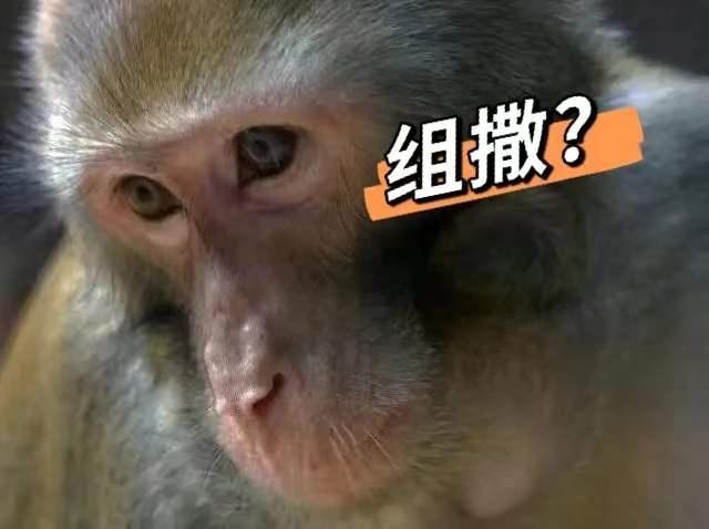 继白狐后，上海多区又现猕猴！逛大学城，翻垃圾桶还顺手“牵”外卖……