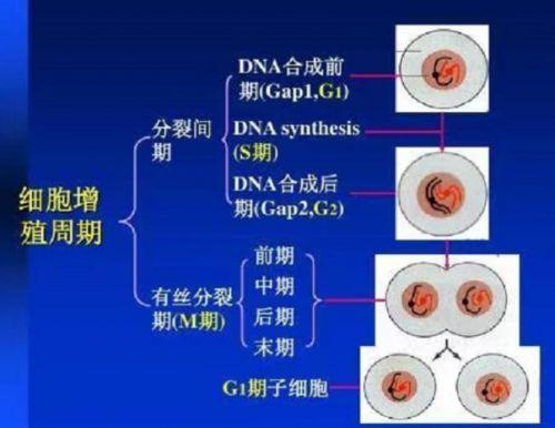 首款国产CDK4/6抑制剂上市 混战一触即发！