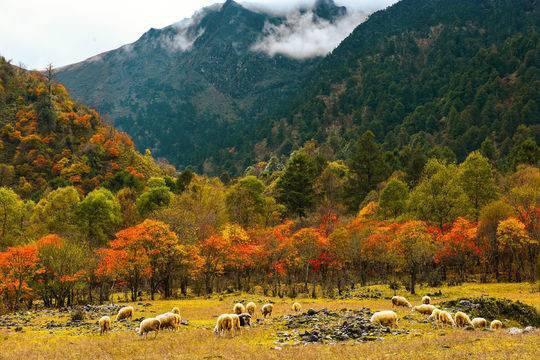 动车开进大凉山！凉山州发改委副主任陈星：从此发展有了更多想象