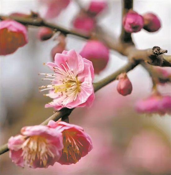 干枝杜鹃是国家二级保护植物 买干枝花也可能犯法