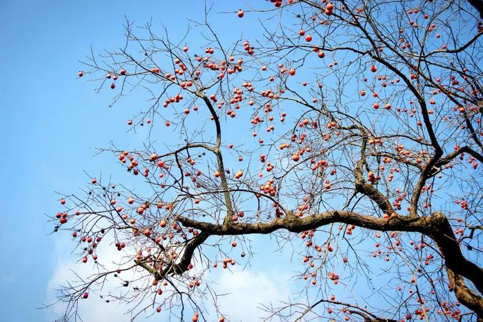 林草日历㉔|北京乡土树种：君迁子、柿树、白蜡树