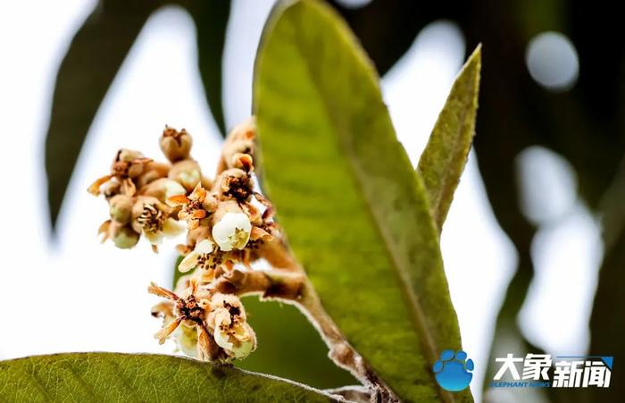 图集 | 凌寒傲立、暗香浮动！这是郑州市公园里经风雪洗礼后的梅花